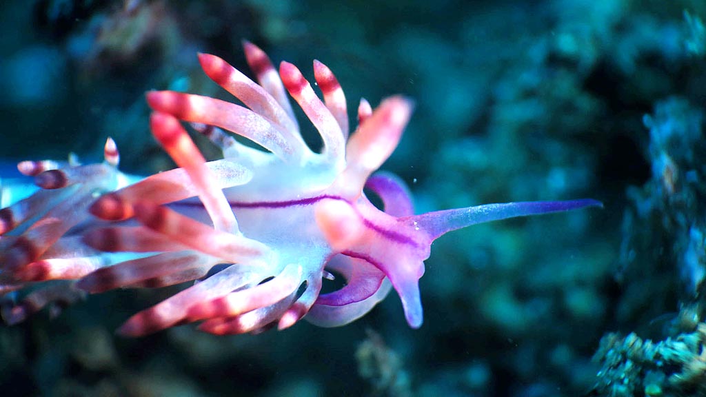 Surga Makro Bawah Laut  yang  Terancam Jelajah Terumbu  Karang 