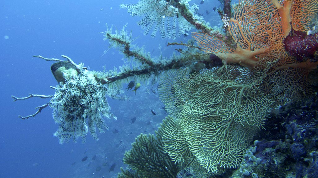 Kaombo Menjaga Laut Binongko Jelajah Terumbu Karang